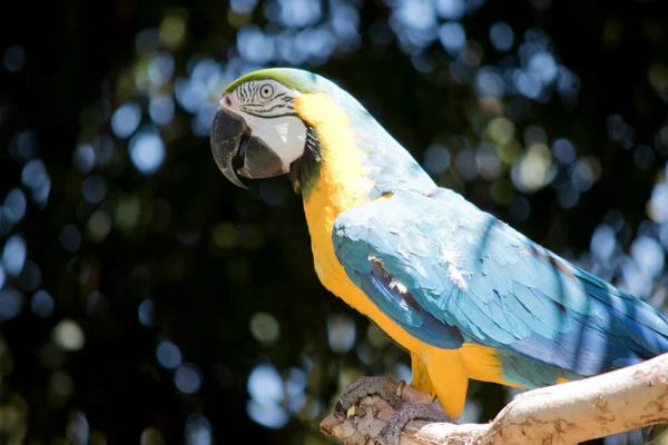 蓝色和金色的后背和上尾羽是灿烂的蓝色 尾巴的下部是橄榄黄色 前面的羽毛是绿色的 翅膀的羽毛是蓝色的 尖端是绿色的 翅膀的下部和胸部是黄色的 — 图库照片