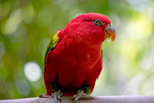 Chatting Lory Has Red Body Green Wings — Stok fotoğraf