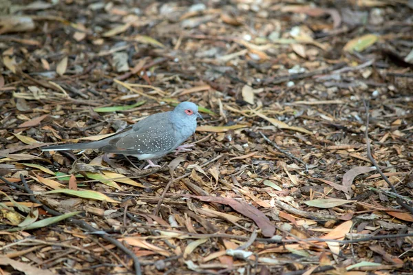 Diamond Dove Smallest Australian Dove Distinctive Red Eye Ring Blue —  Fotos de Stock