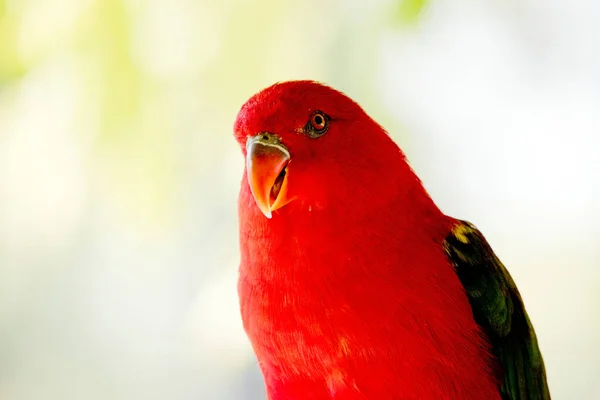 Chatting Lory Has Red Body Green Wings — Zdjęcie stockowe