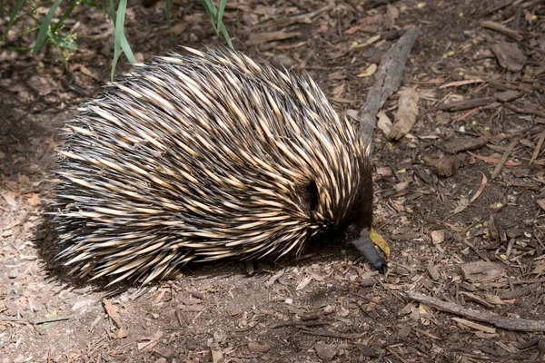 Echidna Has Spines Porcupine Beak Bird Pouch Kangaroo Lays Eggs — Stock Photo, Image