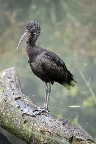 Der Glossy Ibis Hat Einen Markanten Langen Nach Unten Gebogenen — Stockfoto