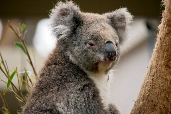 Der Koala Hat Weiße Flauschige Ohren Braune Augen Und Eine — Stockfoto