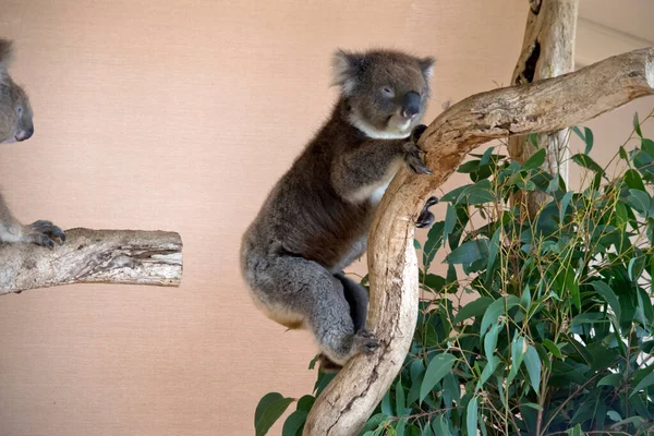 Koala Hebben Grote Ronde Kop Grote Harige Oren Grote Zwarte — Stockfoto