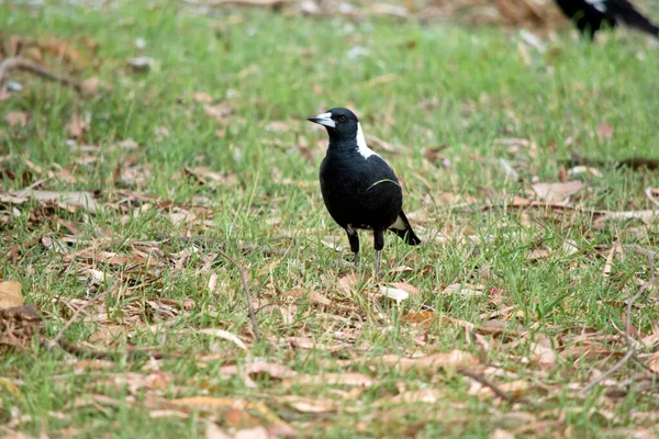 Straka Černobílý Pták — Stock fotografie