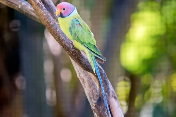 Plum Headed Parakeet Has Green Body Wings Plum Colored Head — Stock Photo, Image