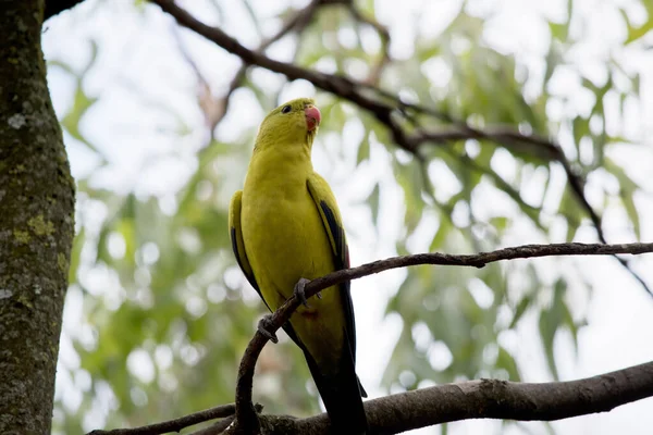 Female Regent Parrot All Light Green Has Yellow Shoulder Patches — Stock Photo, Image