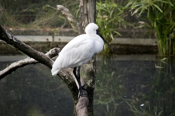 Królewska Łyżka Duży Biały Ptak Morski Czarnym Dziobem Który Wygląda — Zdjęcie stockowe