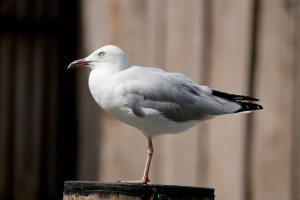 Seagull Has White Body Grey Wings White Eyes —  Fotos de Stock