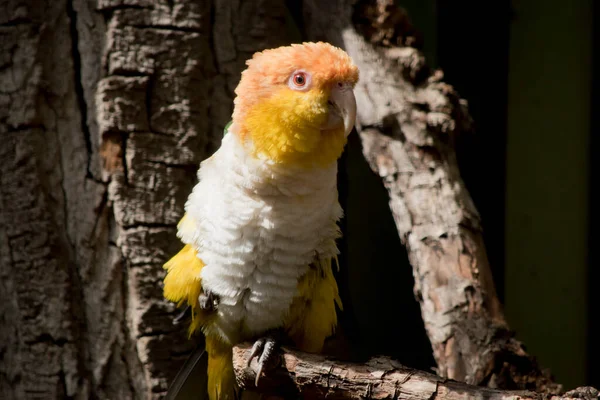 Λευκή Κοιλιά Καΐκι Έχουν Ένα Πορτοκαλί Κεφάλι Κίτρινα Μάγουλα Κρεμ — Φωτογραφία Αρχείου