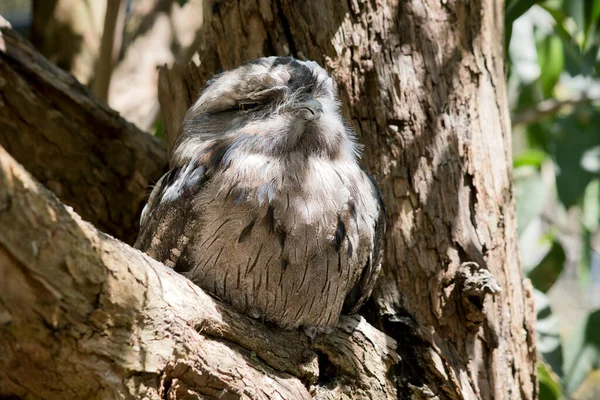 Tawny Frogmouth Uses Coloring Hide Preditors Blends Tree — Stockfoto