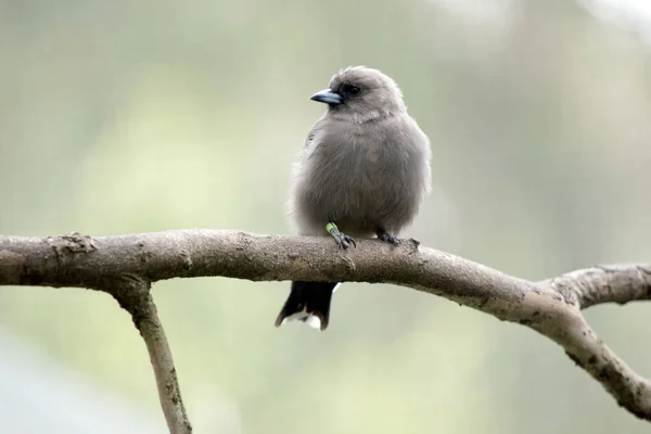 ウジ虫は小さなふわふわの灰色の鳥で — ストック写真