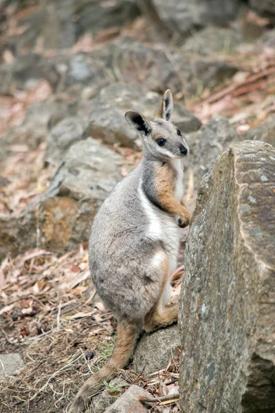 Yellow Footed Rock Wallaby Brightly Coloured White Cheek Stripe Orange — Stock Photo, Image