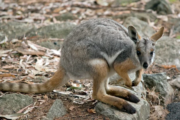Yellow Footed Rock Wallaby Brightly Coloured White Cheek Stripe Orange — Stock Photo, Image