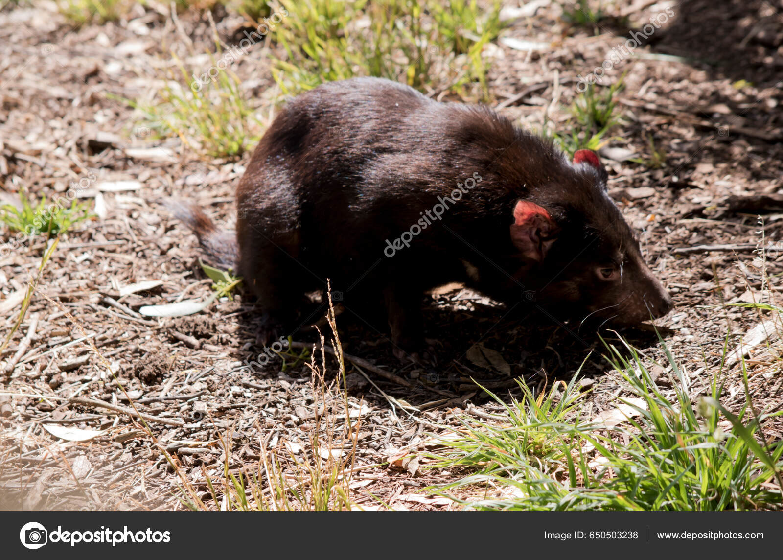 Tasmanian Devil Size Small Dog Devils Stock Photo 2287589383