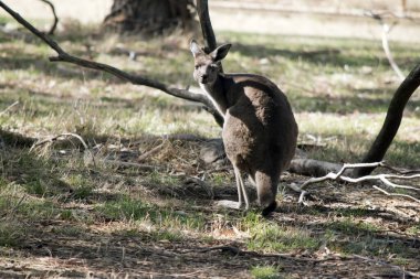 Kanguru Adası Kangurusu 'nun açık kahverengi bir vücudu, göbeğinin altında beyaz ve kahverengi gözleri vardır.