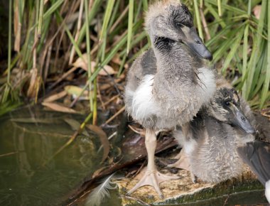 Magpie Gosling 'in gri tüyleri çıkmaya başladı. Kahverengi bir gözü ve koyu gri gagası vardır..