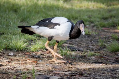 Saksağan kaz siyah başlı, boynu beyaz, boynu uzun siyah bir deniz kuşudur..
