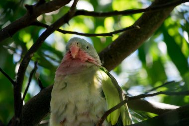 Prenslerin papağanlarının pembe bir boynu, açık mavi bir kafası ve yeşil kanatları vardır.