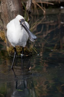 Kraliyet kaşığı, kaşığa benzeyen siyah gagalı büyük beyaz bir deniz kuşudur. Kraliyet kaşığının sarı kaşları ve siyah bacakları vardır.