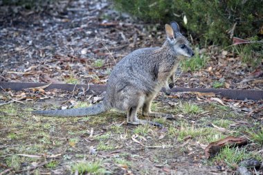 Tammar valabinin koyu grimsi üst kısımları, daha soluk alt kısımları, paslı kenarları ve uzuvları vardır. Tammar valabinin yüzünde beyaz çizgiler vardır..