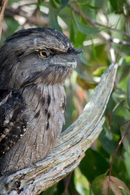 Tawny kurbağa ağzının benekli gri, beyaz, siyah ve paslı tüyleri ölü ağaç dallarını taklit etmelerine yardımcı olur. Tüyleri yumuşaktır, baykuşlarınki gibi.,