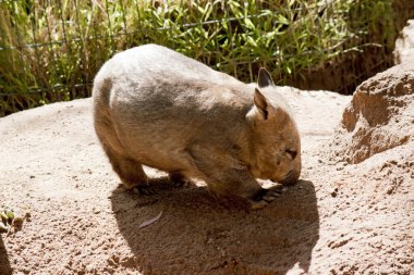 Kıllı burunlu wombatların daha yumuşak kürkleri, daha uzun ve sivri kulakları ve ince bıyıklarla daha geniş ağızlıkları vardır. Genellikle gececidirler ama kış sabahları ve öğleden sonraları güneşlenirler.