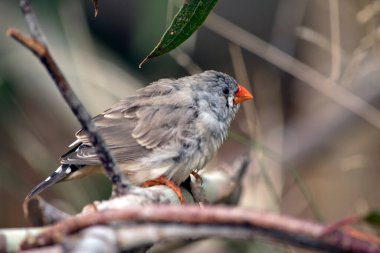 Zebra Finch esasen gridir, karakteristik siyah 'gözyaşı damlası' göz çizgileri ve 'zebra gibi' popo ve üst kuyruk üzerinde siyah ve beyaz engel. Gırtlak ve üst göğüs açık gri, ince siyah engelli, ve geniş siyah bir bant var