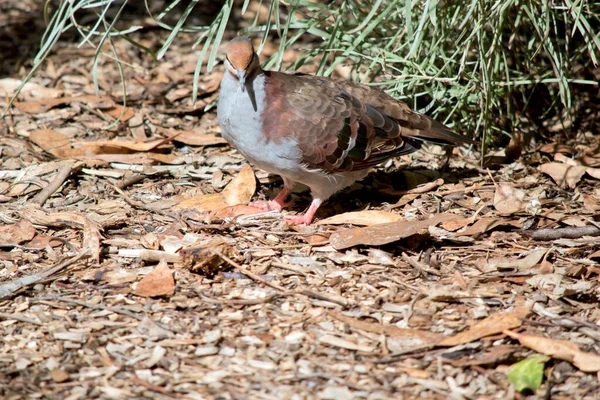The Brush Bronzewing is a dark olive-brown above with rich chestnut nape and shoulders, with blue-grey underparts