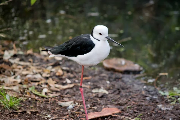 黑色的翼柄是一种黑色和白色的海鸟 腿是粉红色的 它的头是白色的 嘴是窄的 胸部是白色的 翅膀是黑色的 — 图库照片