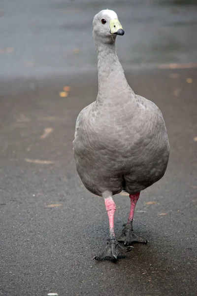 Cape Barren Goose Ganso Muy Grande Color Gris Pálido Con — Foto de Stock
