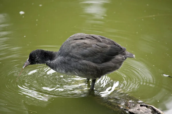 欧亚大陆的鸡窝是灰色的 有一个灰色的喙 它的喙盾会随着年龄的增长而变白 — 图库照片