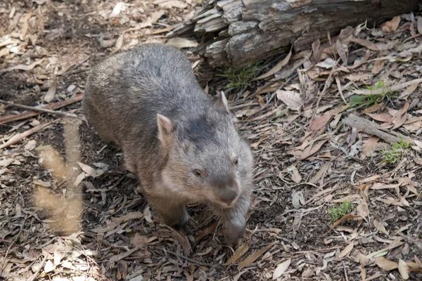 Common Wombat Has Large Blunt Head Small Eyes Ears Short — Stock Photo, Image