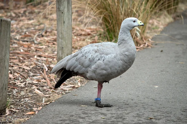 The Cape Barren Goose is a very large, pale grey goose with a relatively small head. Its stubby triangular bill is almost concealed by a very prominent greenish-yellow (kin above the bill. It has rows of large dark spots in lines across the shoulders
