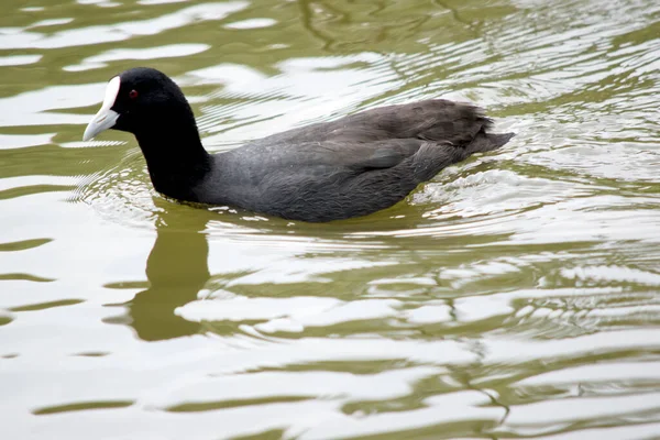 Der Blässhühner Ist Ein Schwarzer Seevogel Mit Weißem Frontschild — Stockfoto