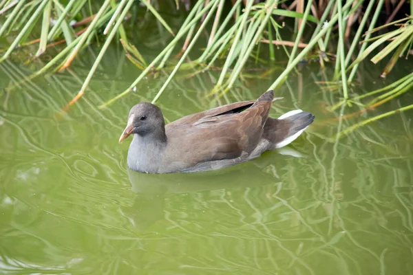 Young Dusky Moorhen Mainly Grey White Tail Feathers Its Bill — Stock Photo, Image