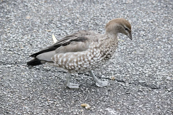 The female Australian maned duck has a paler head then the male with two white stripes, above and below the eye, a speckled breast and flanks, with a white lower belly and undertail.