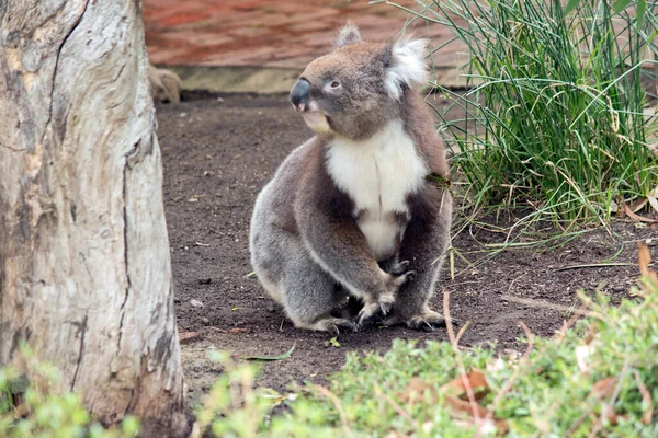 Koala Har Ett Stort Runt Huvud Stora Lurviga Öron Och — Stockfoto