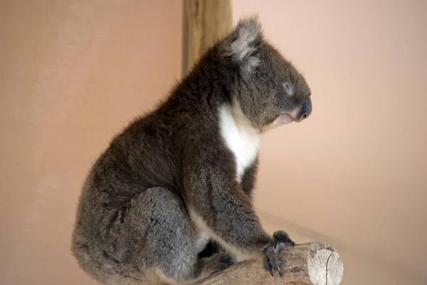 Koala Tiene Gran Cabeza Redonda Grandes Orejas Peludas Gran Nariz —  Fotos de Stock