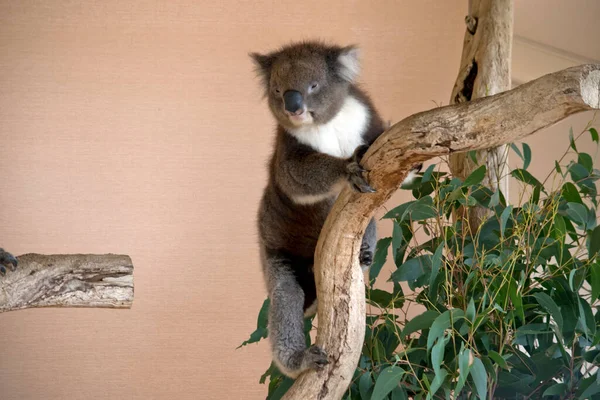 Koala Tem Grande Cabeça Redonda Orelhas Peludas Grandes Nariz Preto — Fotografia de Stock