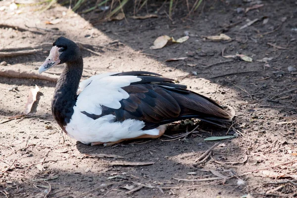 喜鹊鹅是一种黑白相间的海鸟 头部和颈部都是黑色的 身体是白色的 脖子是长长的 — 图库照片