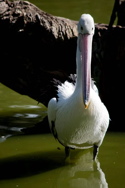 Австралийские Пеликаны Являются Одной Крупнейших Летающих Птиц Белое Тело Голова — стоковое фото