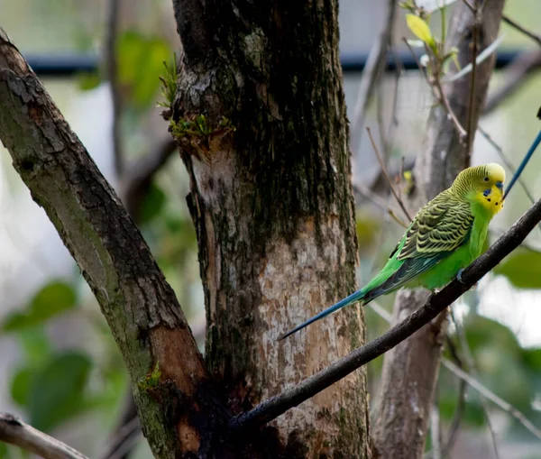 Muhabbet Kuşları Açık Yeşildirler Sırtlarında Kafalarında Kanatlarında Siyah Çubuklar Vardır — Stok fotoğraf