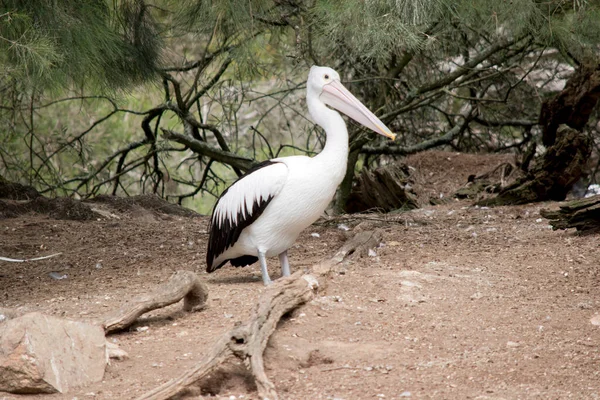 Australische Pelikanen Zijn Een Van Grootste Vliegende Vogels Hebben Een — Stockfoto