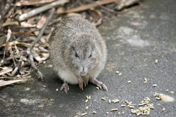 Long Nosed Potoroos Have Shorter Tails Ears Pointier Faces Other — Stock Photo, Image