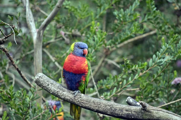 Rainbow Lorikeet Has Green Wings Blue Head Orange Beak Yellow — Photo