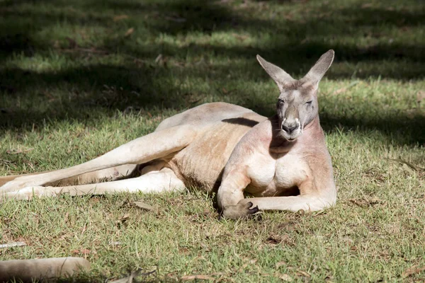 Kırmızı Kanguru Çimlere Dinleniyor — Stok fotoğraf