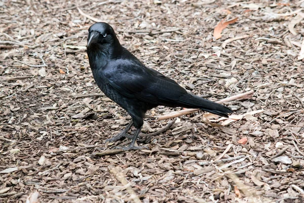Los Ravens Australianos Son Negros Con Ojos Blancos Los Adultos — Foto de Stock