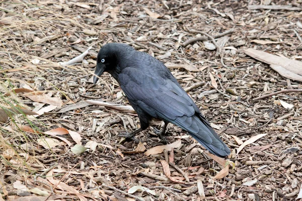 澳大利亚的乌鸦是黑色的 成年后有白眼 喉咙上的羽毛比其他种类的羽毛长 鸟类在鸣叫时倾向于伸展羽毛 同时将头部和身体保持在水平的位置 — 图库照片