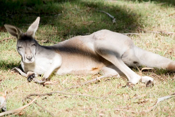Kırmızı Kanguru Çimlere Dinleniyor — Stok fotoğraf